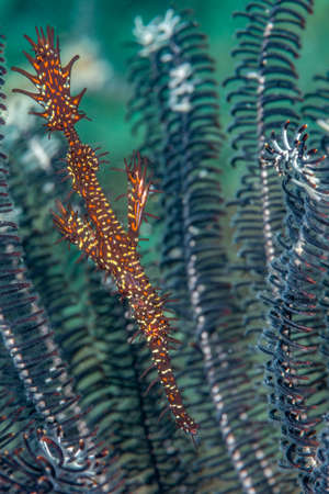 Solitary female ornate ghost pipefish in featherstar branches. Malapasuca, Philippines. Novemberの写真素材
