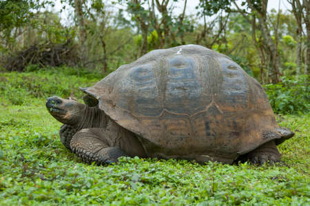 Profile portrait of a typical galapagos giant tortoise. Galapagos, October.の写真素材