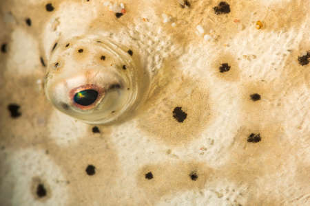 Abstract detail of Moses sole (Pardarchirus marmoratus) eye underwater. Red Sea, Egypt. Juneの写真素材