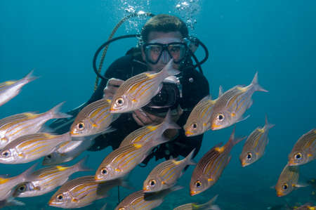 Striped large-eye bream {Gnathodentex aureolineatus} shoal swimming in front of a diver in the Maldives. Aprilのeditorial素材