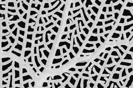 Common sea fans {Gorgonia ventalina} have a distinctive mesh pattern. Bahamas, December.の写真素材