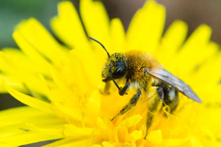 Single bee feeds on a dandelion in Spring. Brecon Beacons, Wales. Aprilの写真素材