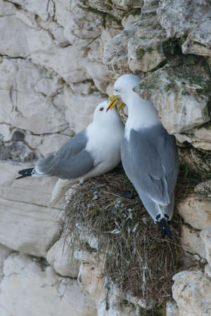 Pair of Kittiwakes (Rissa tridactyla) sitting on their nest. One is regurgitating food for the other. Bempton Cliffs, UK, May.の写真素材