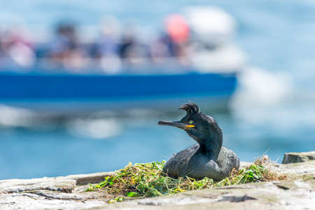 Shags {Phalacrocorax aristotelis} nest on the rocky shoreline of the Farne Islands in Spring. A tourist boat can be seen in the background. Northumberland, Mayの写真素材