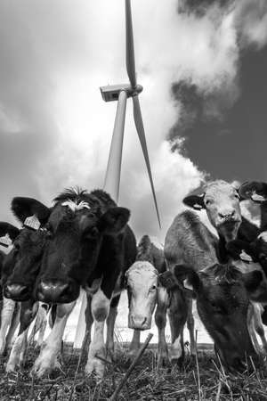 A small group of cows approaching in a field with wind turbines. Taken from a low wide angle with curious cows on farmland within the Fullabrook Wind Farm. North Devon. Novemberのeditorial素材