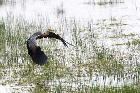 Grey heron {Ardea cinerea} flying in Pulborough Brooks nature reserve. Sussex. April.の写真素材