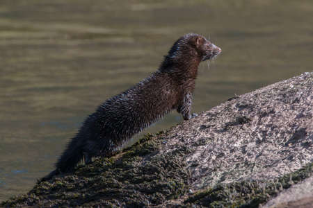 American mink {Neovison vison} on the river Usk, Wales. The blue colours on its coat are the effect of sunlight on the oils in the coat. Marchの写真素材