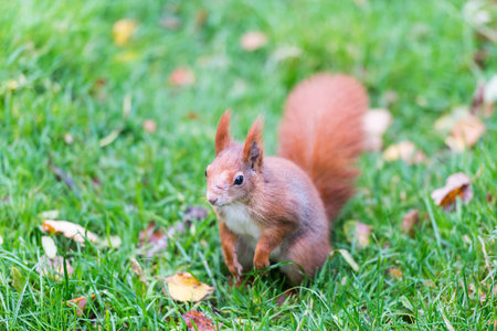 Red squirrels are bred in captivity in the British Wildlife Centre. (Sciurus vulgaris)の写真素材