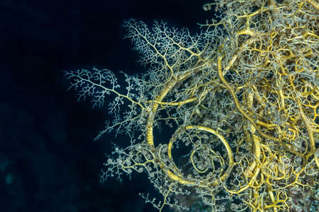 Giant (or Gorgon head) basket star (Astroboa nuda), showing Christmas tree-like branches and tight spirals, used for filter feeding. Red Sea, Egypt, Novemberの写真素材