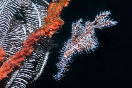 A pair of Ornate Ghost pipefish { Solenostomus paradoxus} in the Philippines. Shown next to a...
