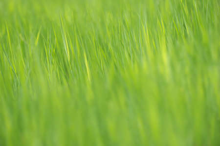 Abstract of blades of grass with blurred foreground and background.  Springtime Natural texture pattern. Brecon Beacons, Wales, UK. May.の写真素材
