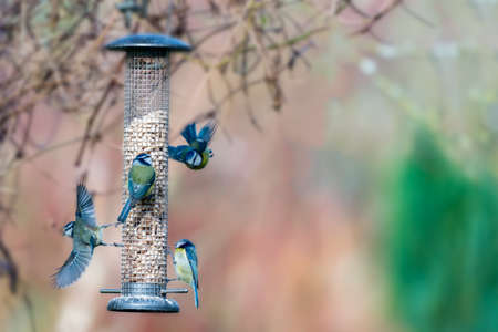 Blue tits (Cyanistes caeruleus) are a common sight on garden feeders in Winter. North Devon, UK. Februaryの写真素材