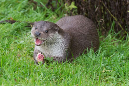 Otter {Lutra lutra} at British wildlife centre, feeding on chicken leg. The animal appears to be smiling. UK, Novemberの写真素材