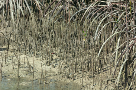 Example of aerial roots in mangrove forest. Stilt roots around the edges, pencil in the middle. Danjugan Island, Negros, Philippines. Aprilの写真素材