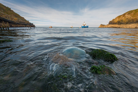 A 60cm diameter barrel jellyfish [Rhizostoma octopus] stranded in Pembrokeshire. September. The ferry to Skomer island, the Dale Princess can be seen in the background. Barrel jellyfish are normally pelagic (free-swimming in the deep ocean), but occasionaのeditorial素材