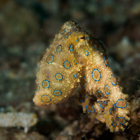 Greater blue-ringed octopus {Hapalochlaena lunulata} displaying blue rings and a textured pattern....