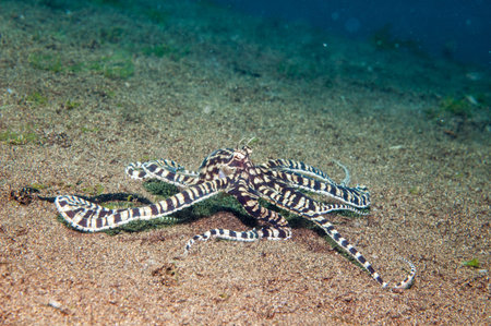 Mimic octopus {Thaumoctopus mimicus} on a sandy bottom. Dauin, Philippines, Aprilの写真素材