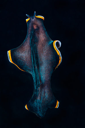 {Pseudobiceros} sp. A flatworm free swimming in a cave in Gato Island, Malapascua, Philippines. Novemberの写真素材