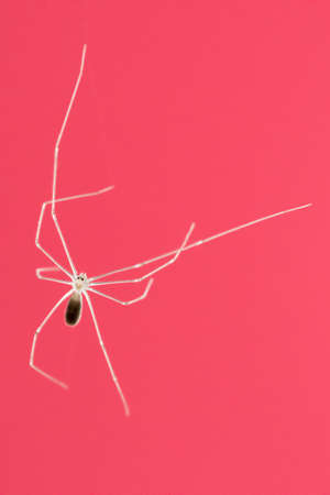 Daddy long-legs {Pholcus phalangioides} against a red background in my house in Halesworth. Julyの写真素材