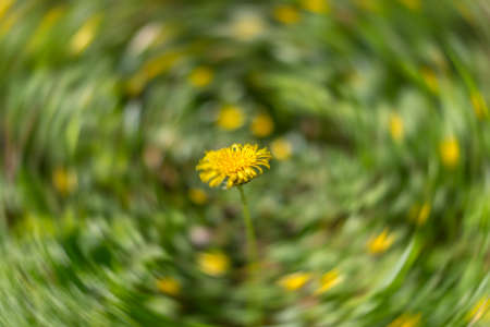 Motion blur abstract of a dandelion in the Spring. Brecon Beacons, Aprilの写真素材
