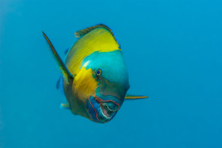 Bullethead parrotfish {Chlorurus sordidus} at a cleaning station, appearing to smile, but just...