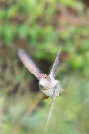 Nightingale (Luscinia megarhynchos) with wings in motion, about to fly towards camera. Pulborough Brooks nature reserve, April.の写真素材