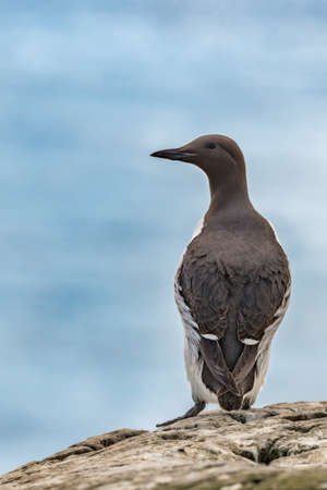 An individual guillemot {Uria aalge} viewed from behind, in profile. Black and white image taken in the Farne Islands, Northumberland. Mayの写真素材