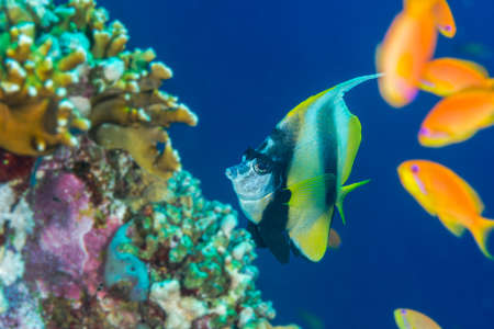 Red sea bannerfish (Heniochus intermedius) swimming over a coral reef in front of a shoal of anthias, Red Sea, Egypt. Novemberの写真素材