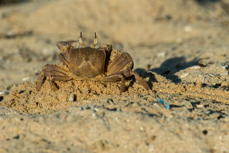 A male Red Sea Ghost Crab excavates a copulation burrow in the sand. While making the burrow, he builds a pyramid of sand to attract a female. Red Sea Ghost crabs {Ocypode saratan} are commonly found on the shoreline of the Red Sea, just above the high waの写真素材