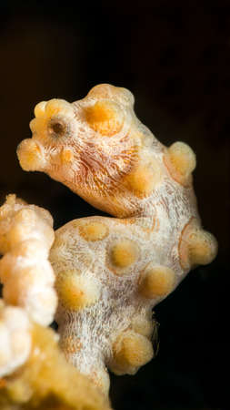 Profile of pygmy seahorse {Hippocampus bargibanti} against a black background. This is the yellow variety of the species, which is only 1-2 cm long. Pygmy seahorses are perfectly camouflaged against the sea fan on which they live. Malapascua, Philippines.の写真素材