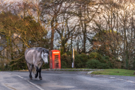 Dartmoor ponies live wild in the National Park and are often seen on roads, in this case past a traditional red phonebox. Dartmoor, November.の写真素材