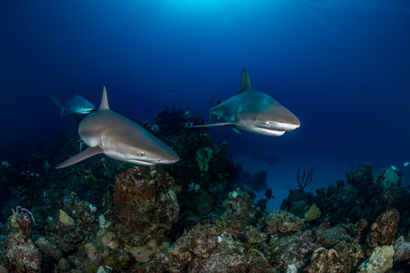Near Eleuthra in the Bahamas, there are opportunities to get very close to Caribbean Reef Sharks. Decemberの写真素材