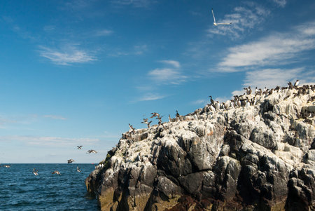 Guillemots {Uria aalge} and shags {Phalacrocorax aristotelis} on cliffs in the Farne Islands. A gull flies overhead, and some of the guillemots are in , Northumberland. Mayの写真素材
