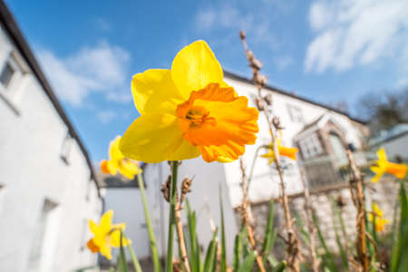 Daffodil (Narcissus) flowers blooming in front of a white house on a sunny day in Spring. Brecon Beacons, Wales. Marchの写真素材