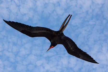 A flying frigate bird {Fregata magnificens} against a cloudy sky in the Galapagos. October.の写真素材