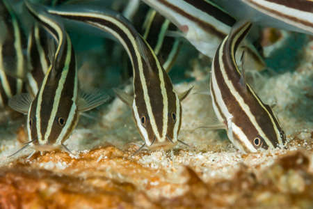 Young striped catfish {Plotosus lineatus} feed on the sandy bottom in large groups. Malapascua, Philippines. Novemberの写真素材