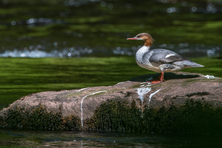 Female Goosander {Mergus merganser} standing on a rock in the river Usk in the Brecon Beacons. The glistening water provides pleasing bokeh to the background. Juneの写真素材