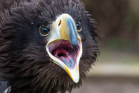 Stellers Sea Eagle {Haliaeetus pelagicus} with its mouth wide open. One of the largest birds of...