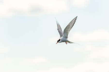 Arctic tern {Sterna paradisaea} hovering in flight over the sea. Arctic terns are aggressive towards visitors in the breeding season. Farne Islands, Northumberland, Mayの写真素材