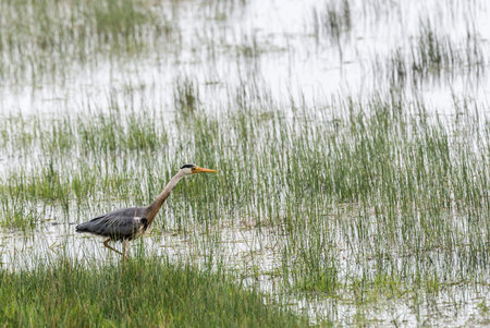 Grey heron {Ardea cinerea} hunting for food in Pulborough Brooks nature reserve. Sussex. April.の写真素材