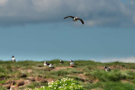 Puffin {Fratercula arctica} flying over colony of puffins. Farne Islands, Mayの写真素材