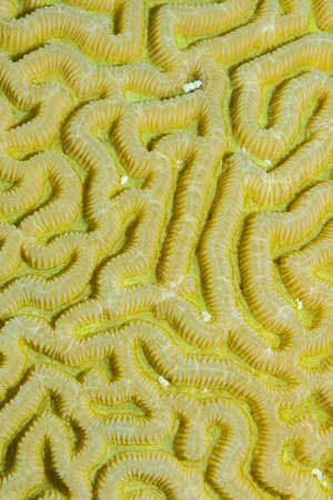 Underwater natural pattern of brain coral (Platygyra daedalea) with textured ridges and valleys. Red Sea, Egypt, November.の写真素材
