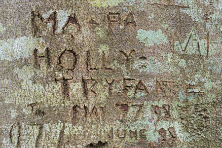 Graffiti carved into a large beech tree in Wales, UK. Januaryの写真素材