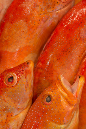 Macro closeup of fishmongers display - Strawberry groupers, UK, May.