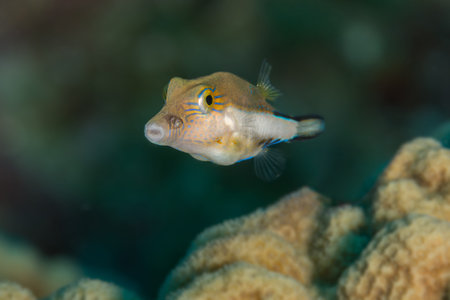 Sharpnose puffer (Canthigaster rostrata) portrait underwater in the wild. Bahamas, Decemberの写真素材