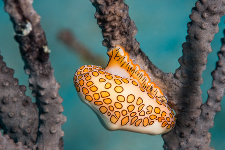 Flamingo tongue snail (Cyphoma gibbosum)  on a purple sea fan in the Bahamas, Caribbean. December