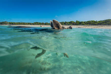 Side view of Bahamas swimming pig. Split shot showing head above water and trotters kicking up sand underwater. Bahamas, Caribbean, Decemberの写真素材