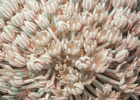 Pulsating soft coral (Heteroxenia fuscescens) macro detail of feathery polyps. Motion blur. Red Sea, Egyptの写真素材