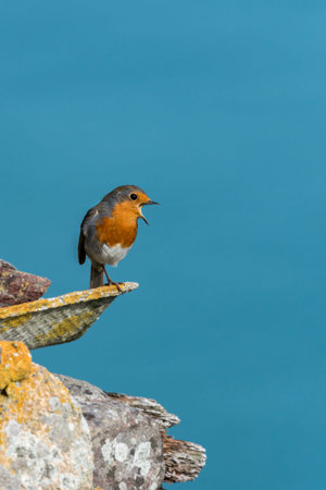 Wild European robin (Erithacus rubecula) singing, perched on lichen covered building with blue sea background. Skomer Island, Pembrokeshire, UK. Septemberの写真素材
