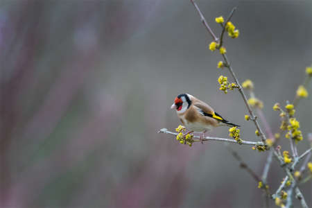 Single goldfinch (Carduelis carduelis) standing in tree with yellow flowers. Copyspace. UK, Februaryの写真素材